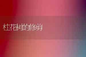 桂花树的修剪