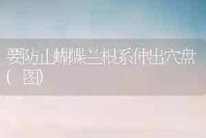 桂花的栽培技术