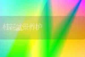 桂花盆景养护