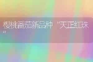 樱桃番茄新品种“天正红珠”