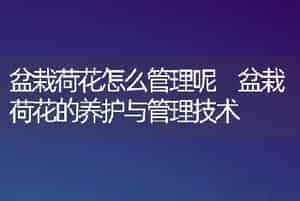 盆栽荷花怎么管理呢 盆栽荷花的养护与管理技术