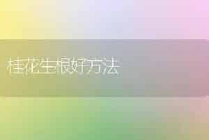 桂花生根好方法