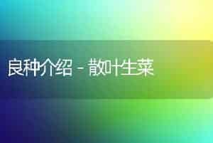 良种介绍－散叶生菜