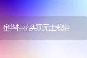 金华桂花实现无土栽培
