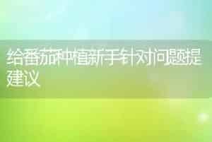 给番茄种植新手针对问题提建议