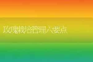 玫瑰栽培管理六要点