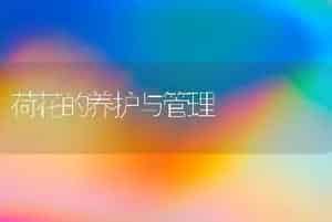 荷花的养护与管理