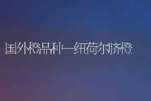 国外橙品种—纽荷尔脐橙