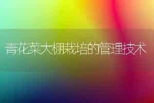 青花菜大棚栽培的管理技术