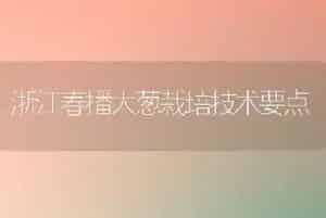 浙江春播大葱栽培技术要点