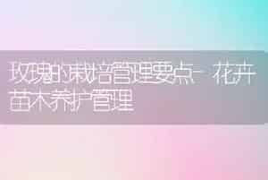玫瑰的栽培管理要点-花卉苗木养护管理