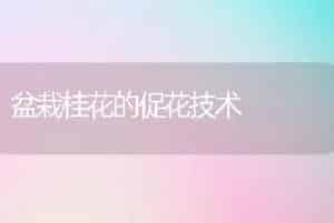 盆栽桂花的促花技术