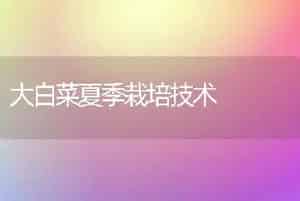 大白菜夏季栽培技术