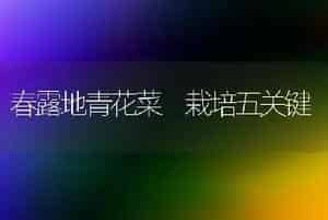 春露地青花菜 栽培五关键