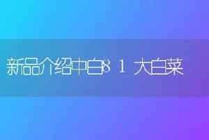 新品介绍中白81大白菜
