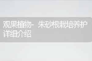 观果植物-朱砂根栽培养护详细介绍