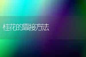 桂花的靠接方法