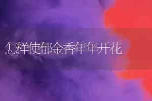 怎样使郁金香年年开花
