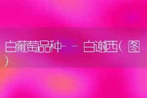 郁金香自然球栽培管理-花卉苗木养护管理