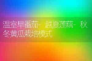 温室早番茄-越夏莲藕-秋冬黄瓜栽培模式