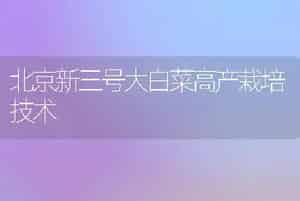 北京新三号大白菜高产栽培技术