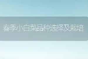 春季小白菜品种选择及栽培