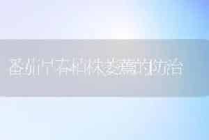 番茄早春植株萎蔫的防治