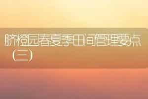 脐橙园春夏季田间管理要点（三）