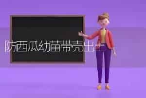 极早熟杏李“风味玫瑰”