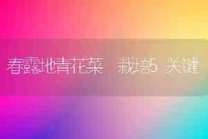 春露地青花菜 栽培5关键