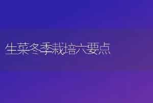 生菜冬季栽培六要点