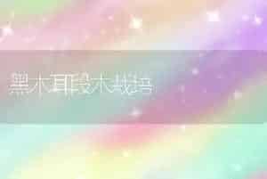 黑木耳段木栽培