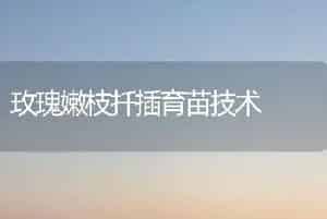 玫瑰嫩枝扦插育苗技术