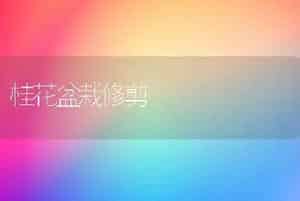 桂花盆栽修剪