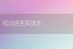 栽培速生菜技术
