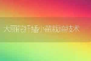 大丽花扦插小苗栽培技术