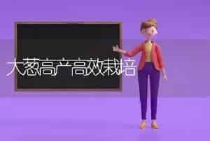 大葱高产高效栽培
