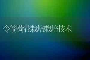 令箭荷花栽培栽培技术