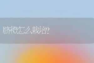 脐橙怎么栽培？