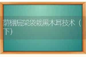 荫棚层架袋栽黑木耳技术（下）