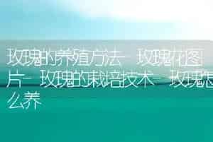 玫瑰的养殖方法-玫瑰花图片-玫瑰的栽培技术-玫瑰怎么养
