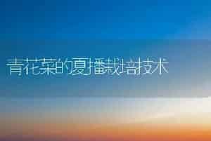 青花菜的夏播栽培技术