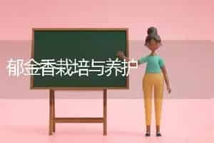 郁金香栽培与养护
