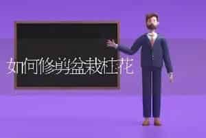 如何修剪盆栽桂花