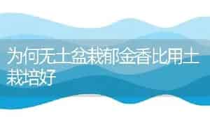 为何无土盆栽郁金香比用土栽培好