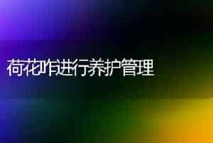 荷花咋进行养护管理