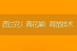 西兰花(青花菜)育苗技术