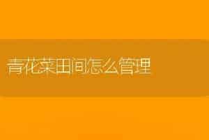 青花菜田间怎么管理