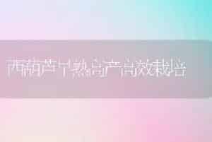 盆栽桂花要五防