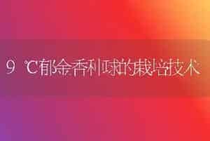 9℃郁金香种球的栽培技术